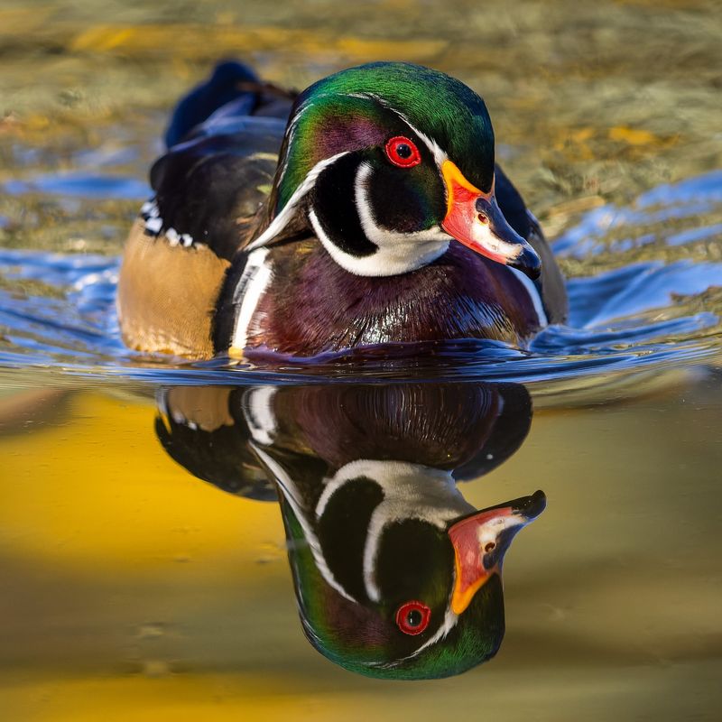 Wood Ducks