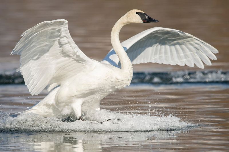 Trumpeter Swans