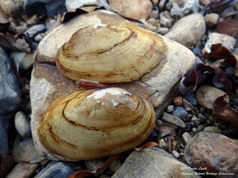 Arkansas Fatmucket Mussels: Underwater Protectors