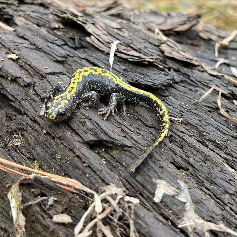 Long-Toed Salamanders