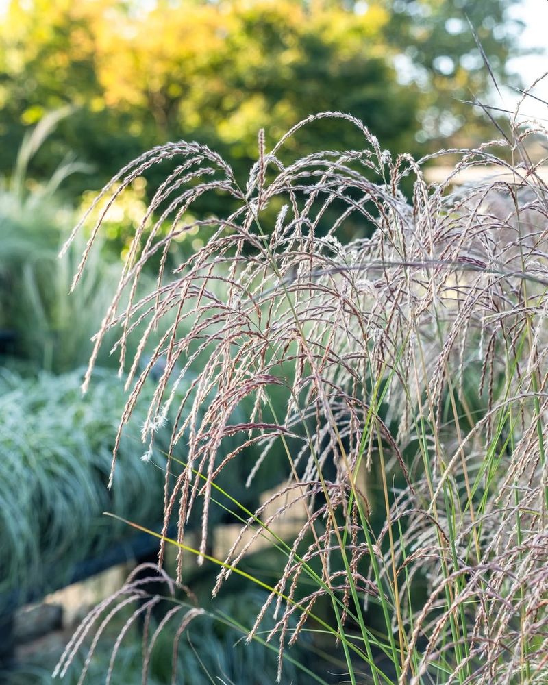 Maiden Grass