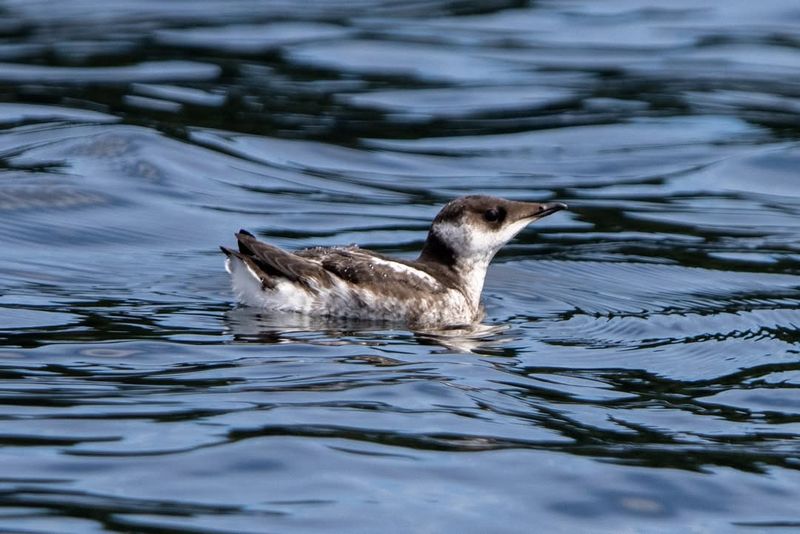 Marbled Murrelet