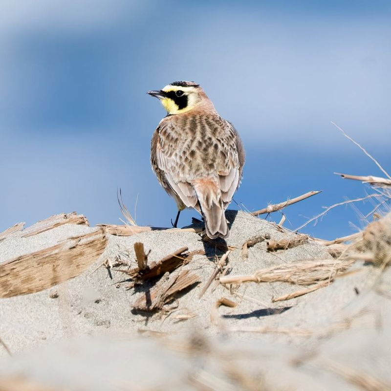 Streaked Horned Lark