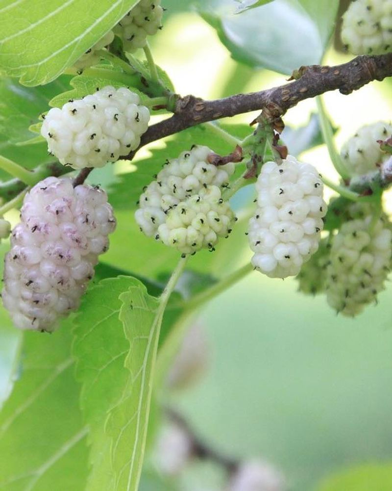 White Mulberry