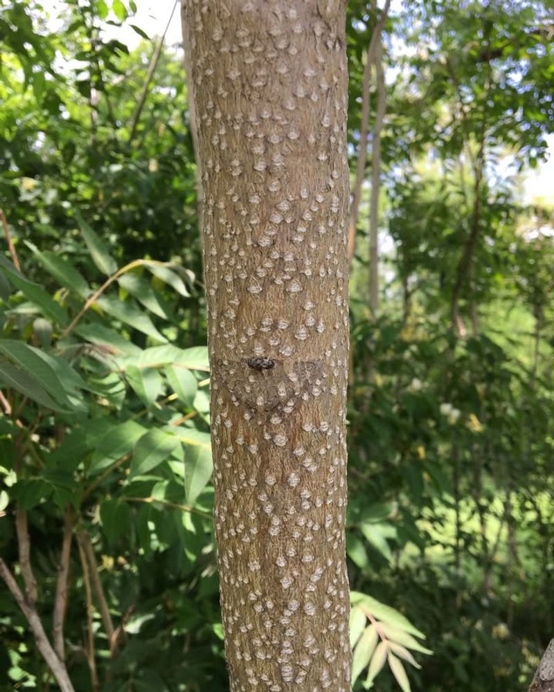 Tree of Heaven