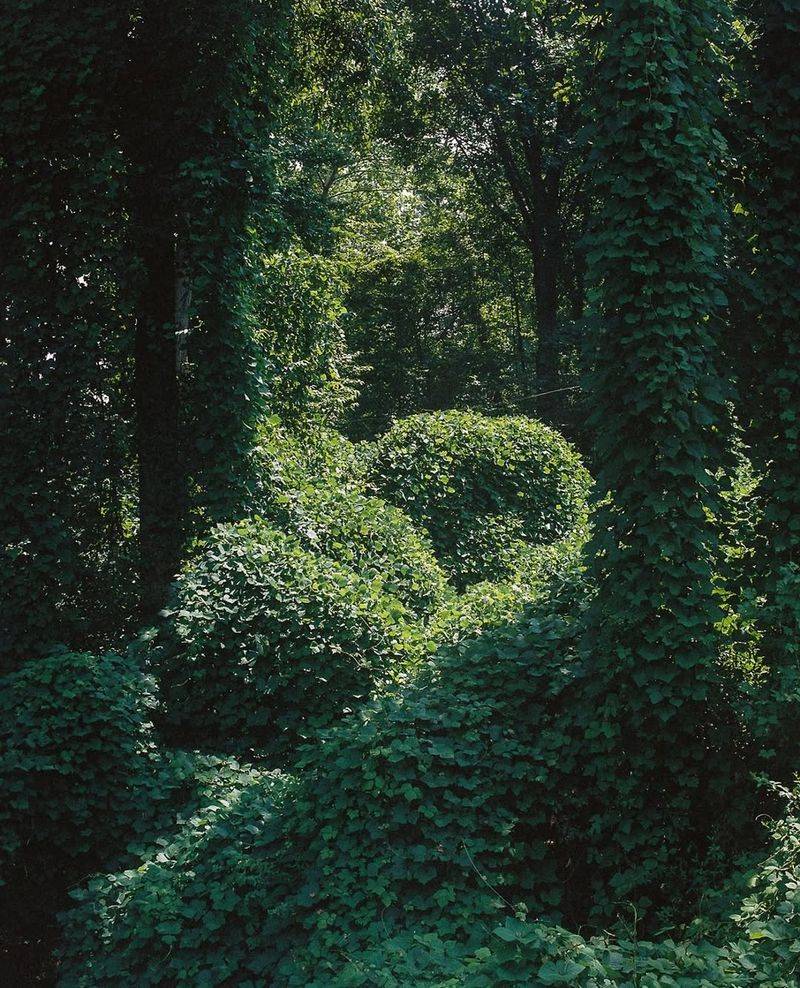 Kudzu's Creeping Northern Advance