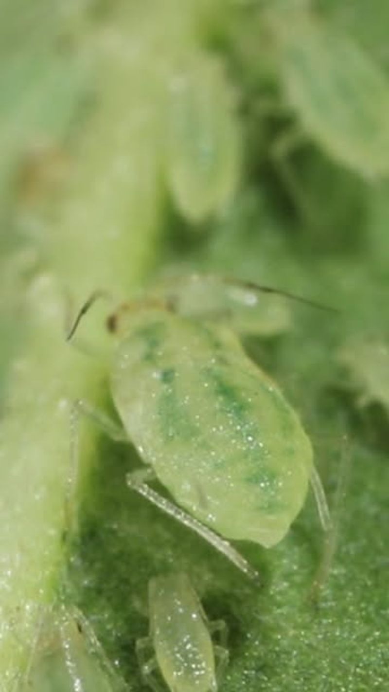 Forgetting To Check For Pest Problems