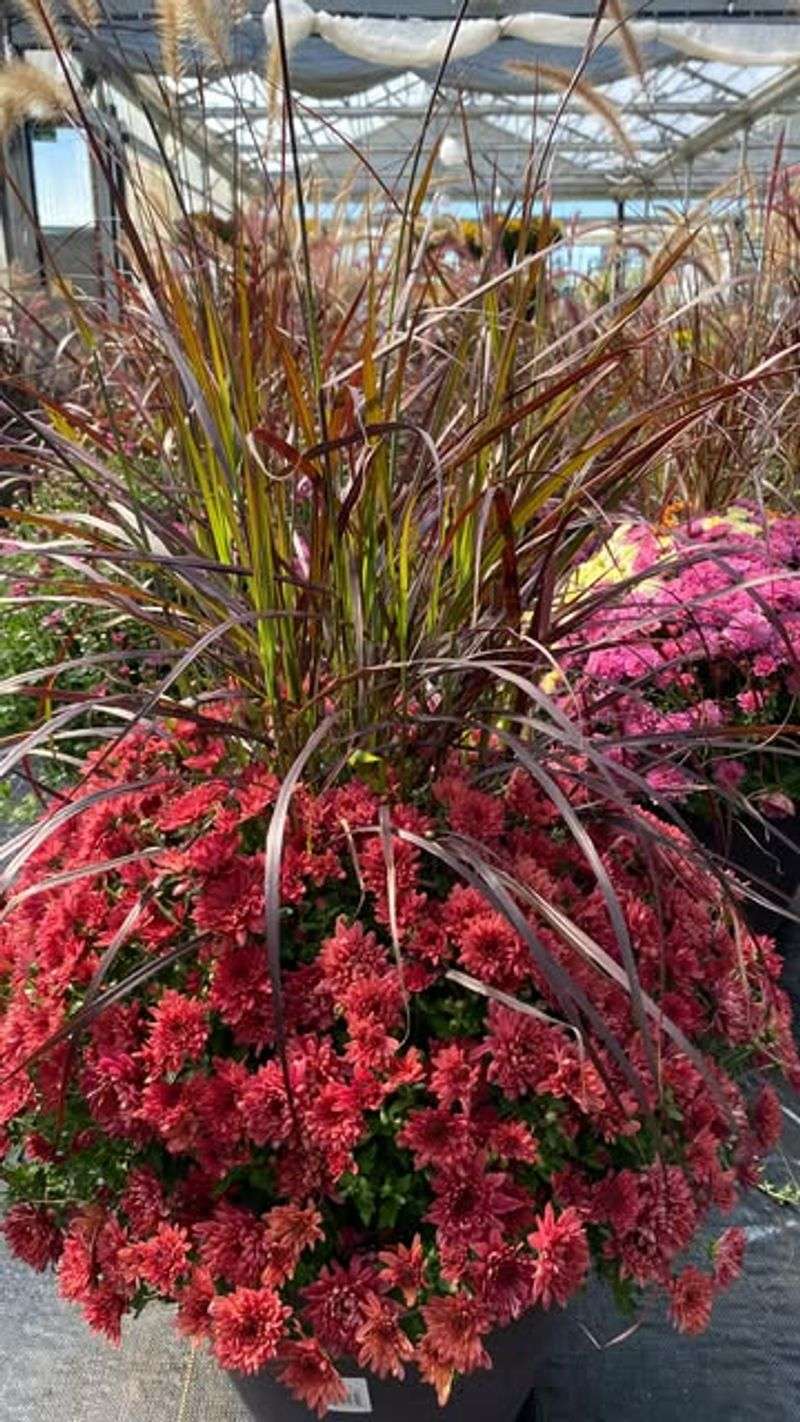 Forgetting To Consider Companion Plants