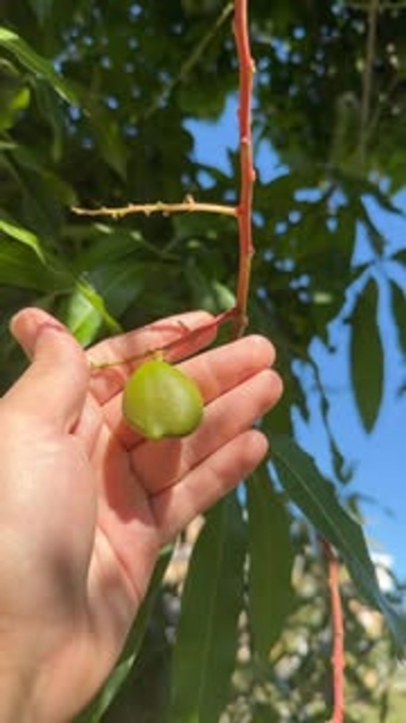 Improper Watering Practices