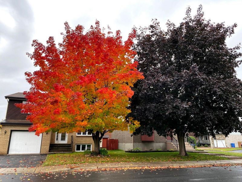 Vibrant Red Coloration Serves As Visual Beacon
