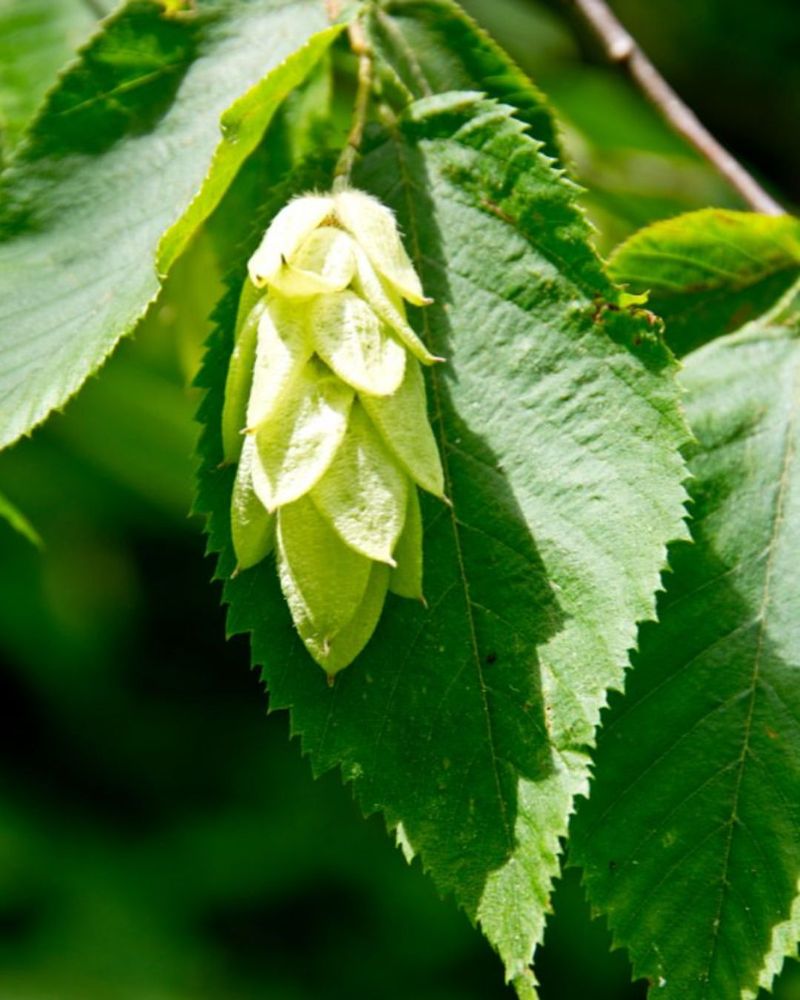 Late-Season Nectar Source