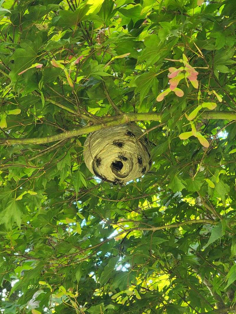 Bald-Faced Hornet Nests