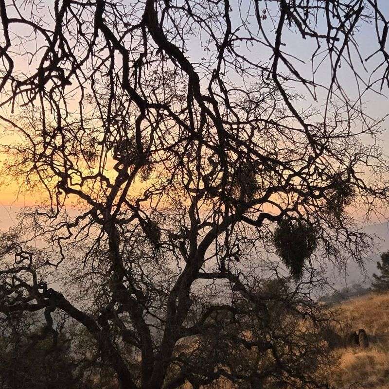 Mistletoe Clumps