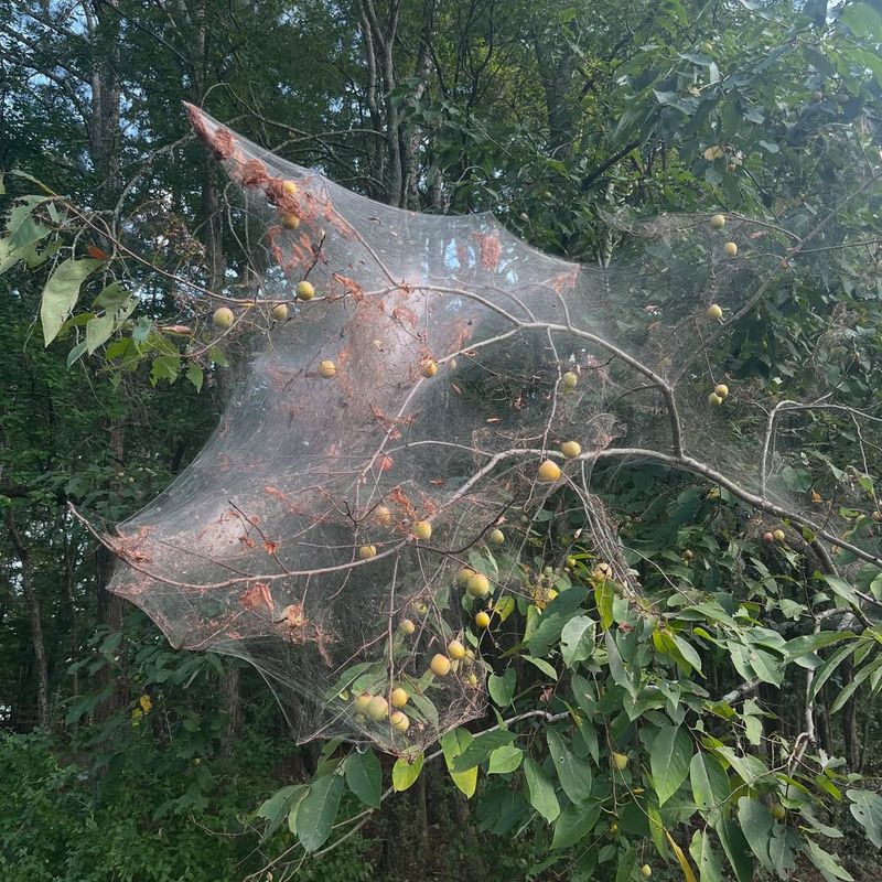 Eastern Tent Caterpillar Silk Webs
