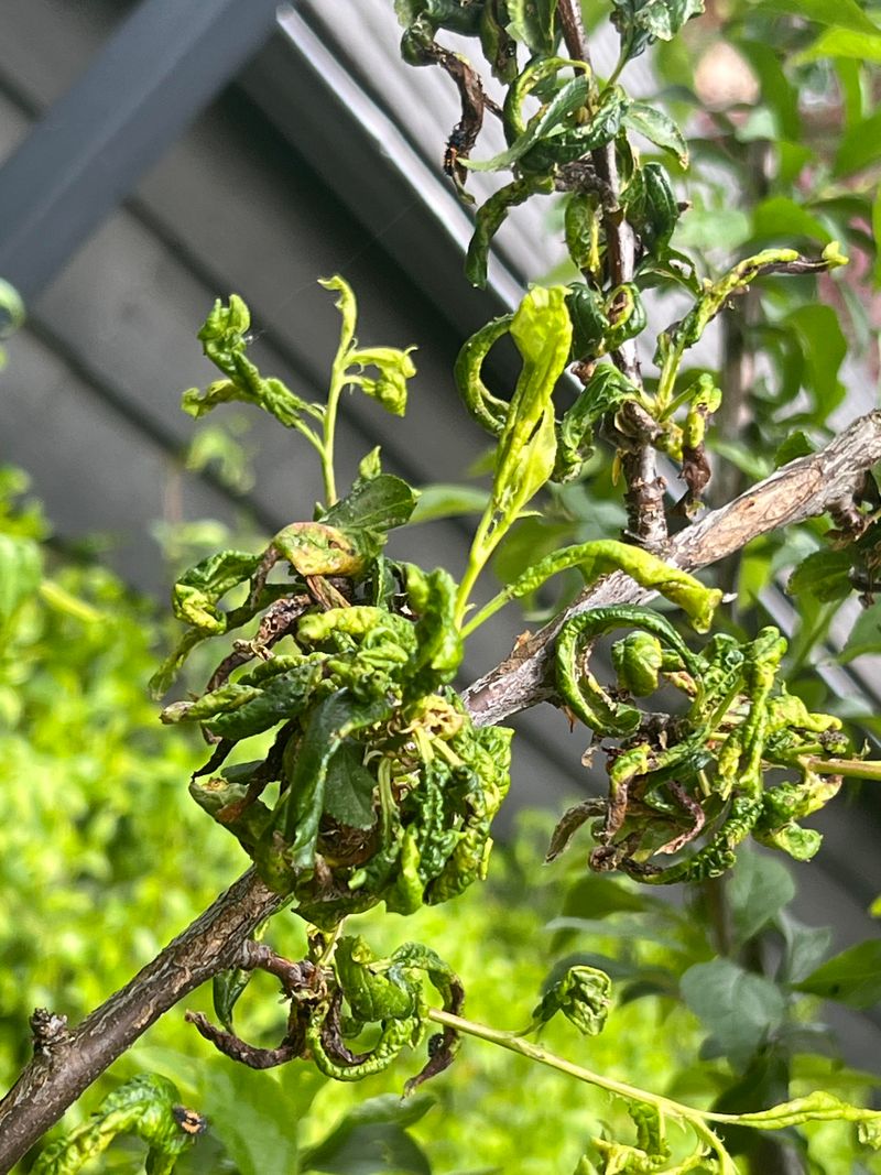 Leaf Clusters from Aphids