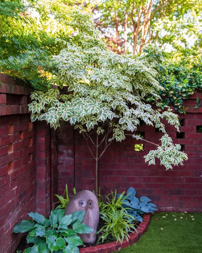 Dogwood Flower Bud Removal