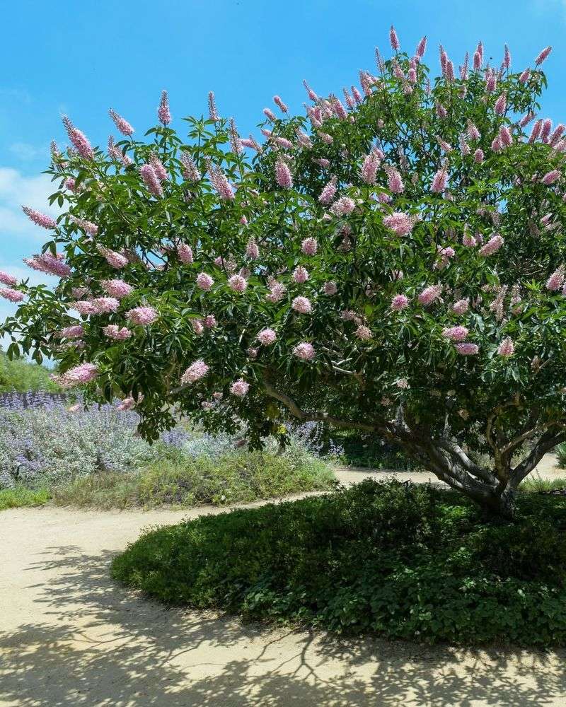 Buckeye Trees