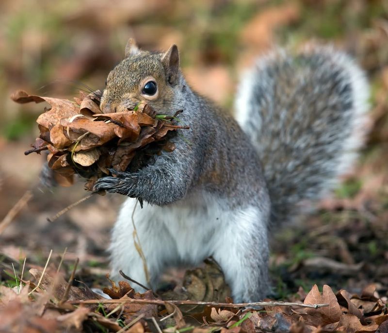 Natural Defense Against Hungry Animals