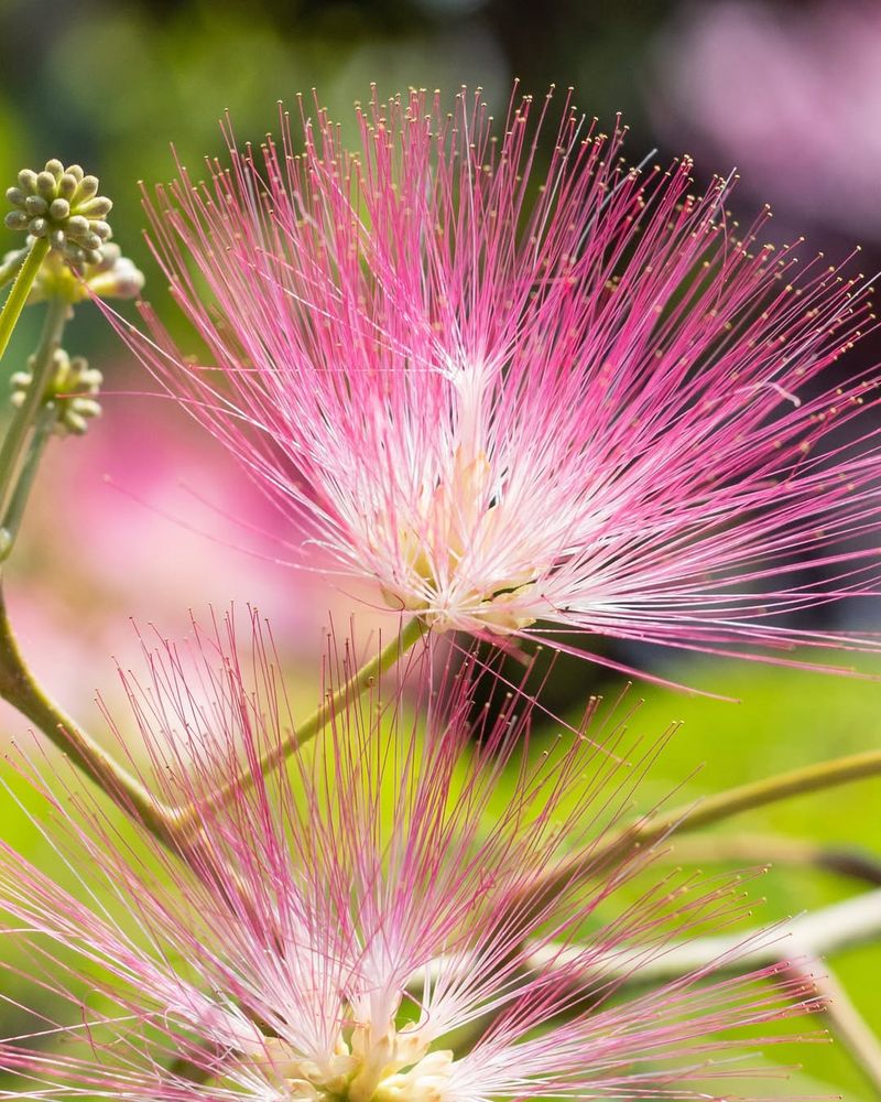 Mimosa Trees