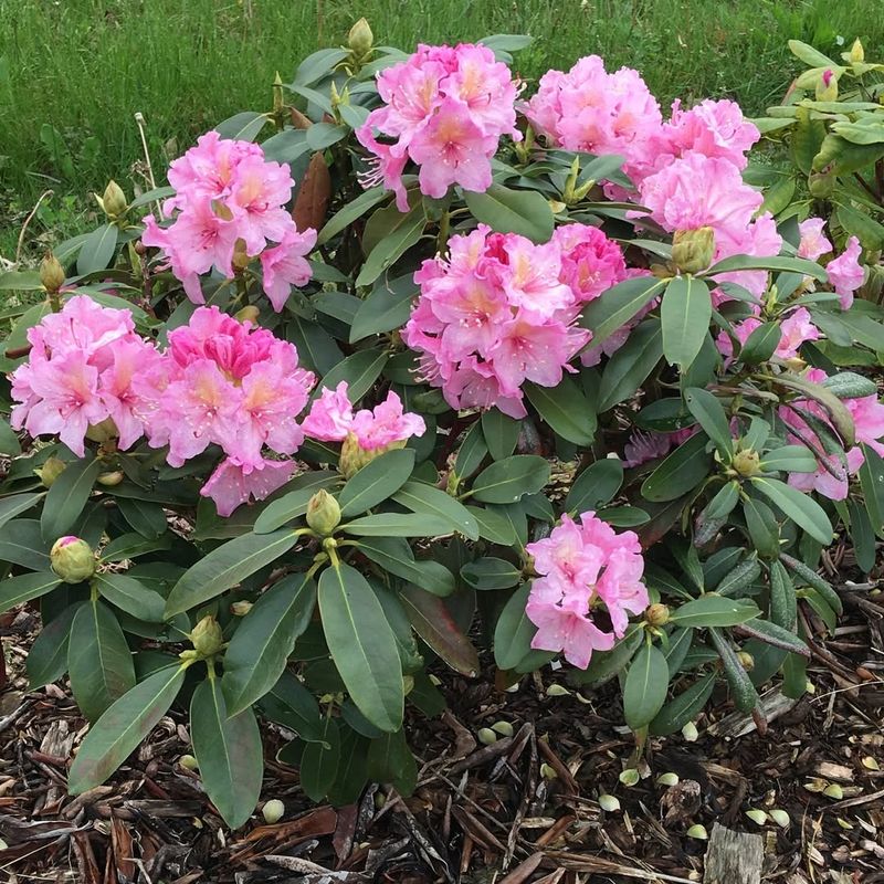 Rhododendrons