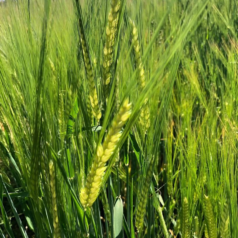 Barley