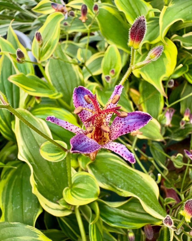 Toad Lily (Tricyrtis hirta)