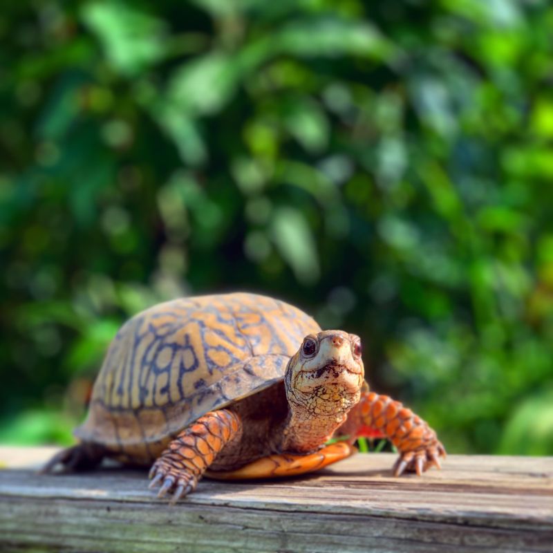 Identify The Species If Possible