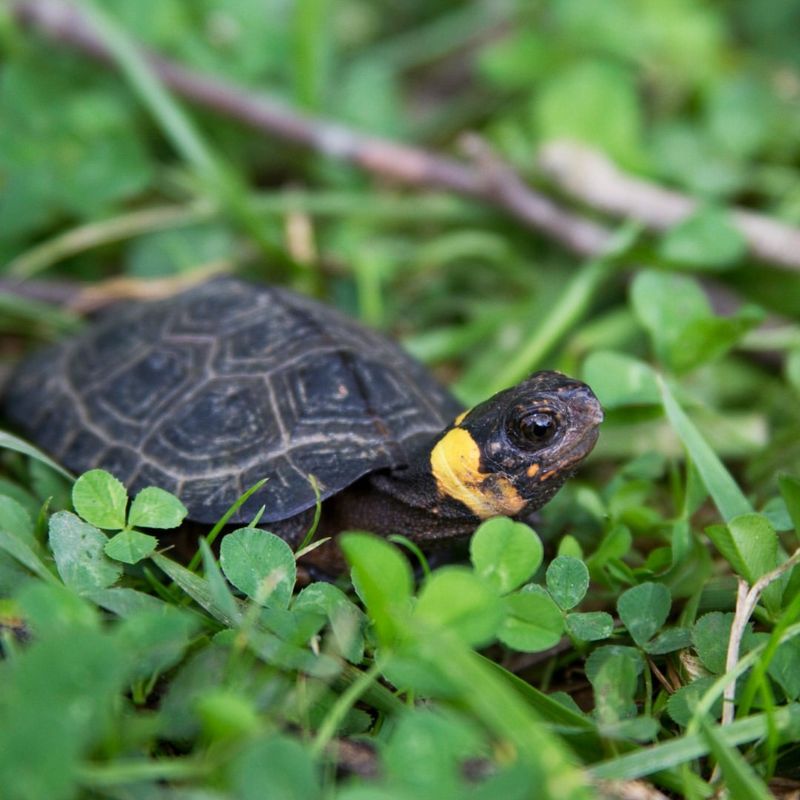 Identify The Turtle Species
