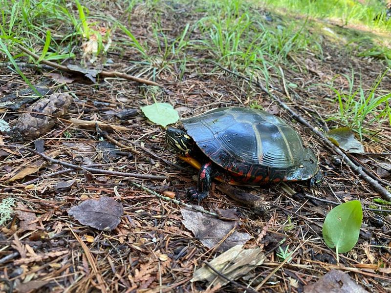 Identify The Species If Possible