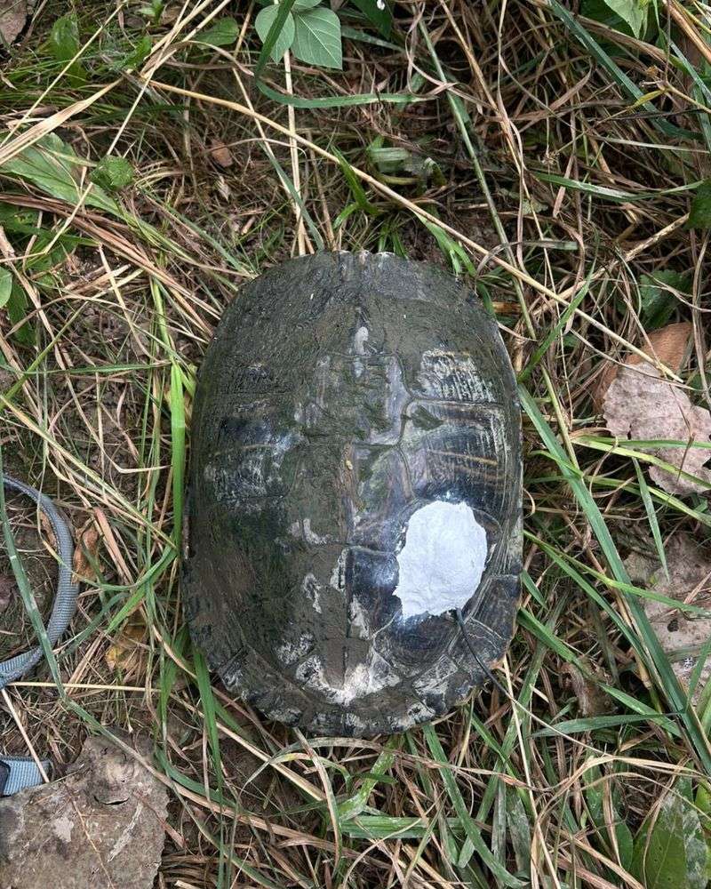 Identify The Species If Possible