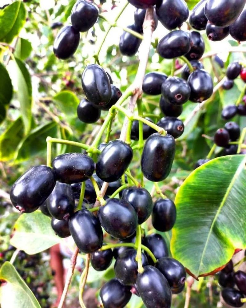 Java Plum