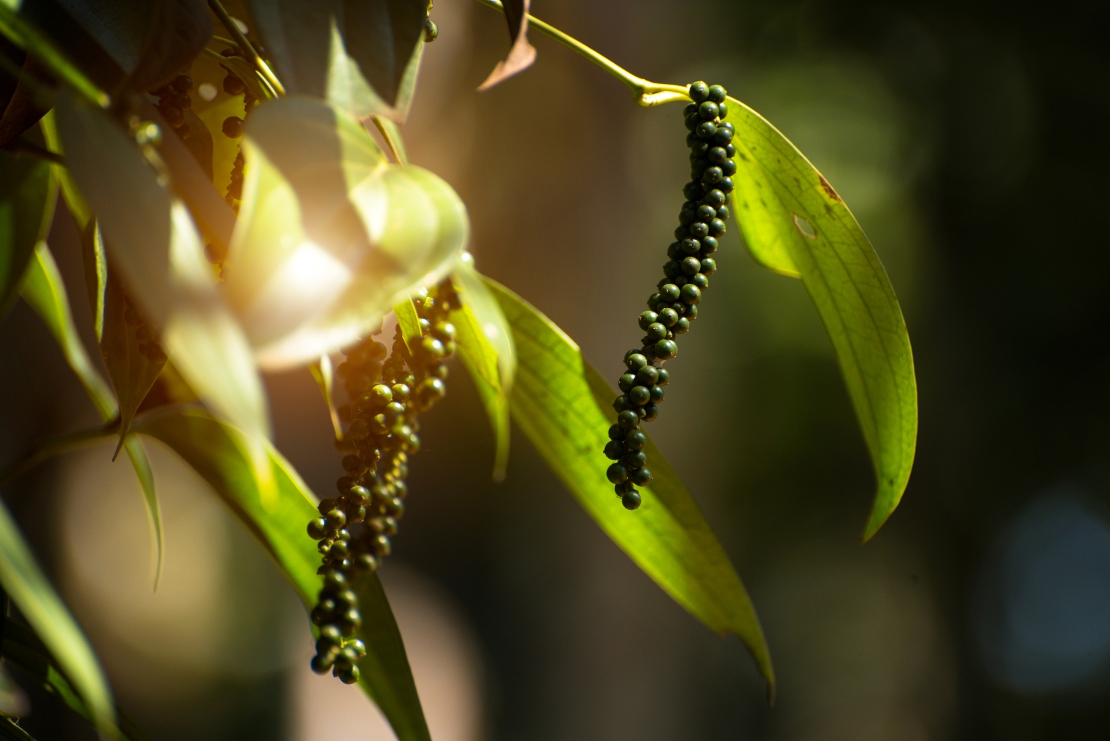 black pepper plant