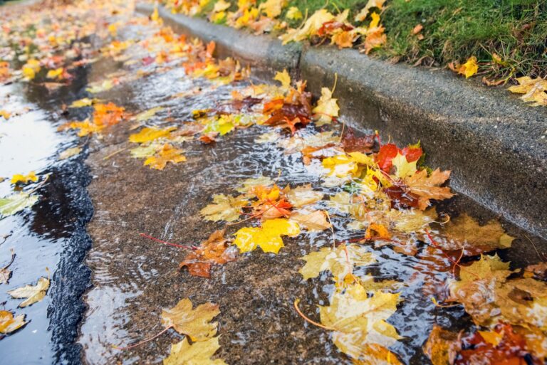 Fall leaves clogging stormwater drains
