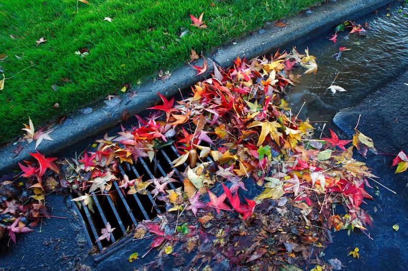 Manual Removal Of Leaves And Debris