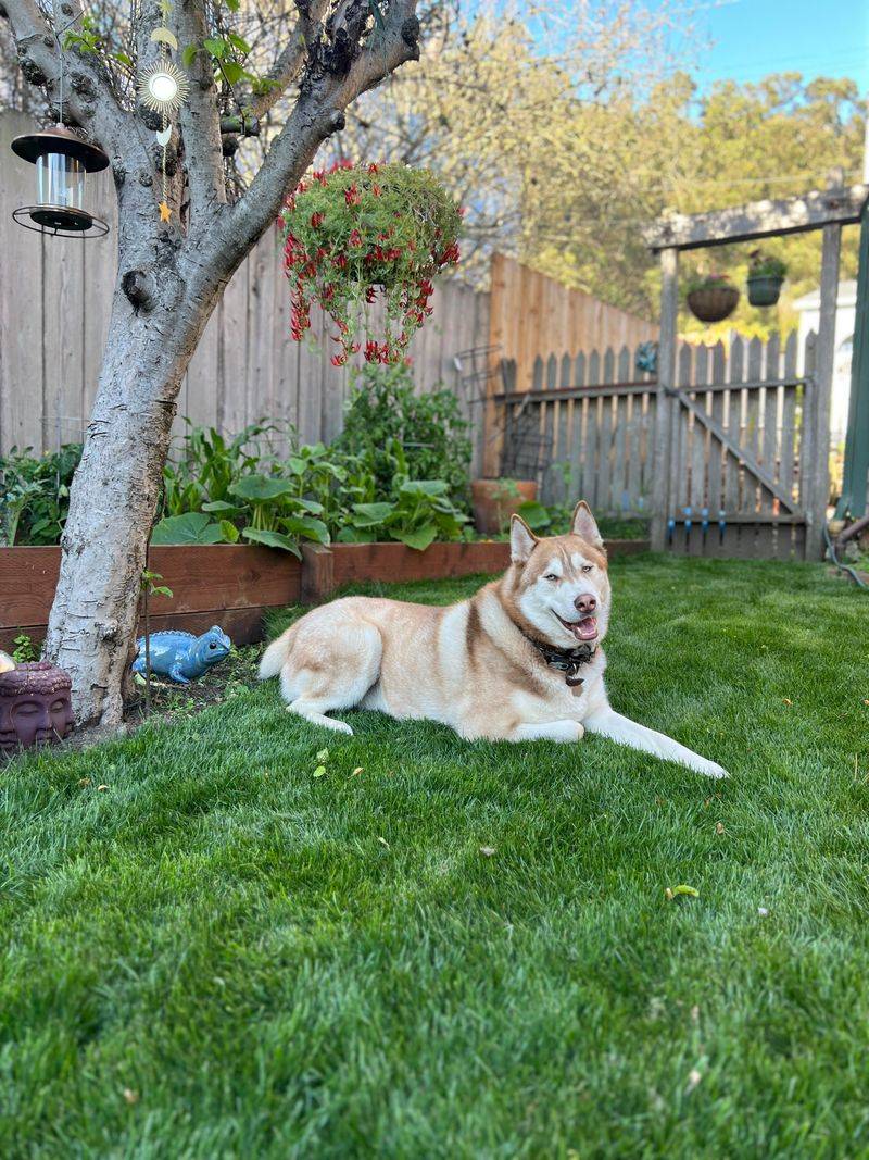 Pets Can Bring Infected Ticks Indoors