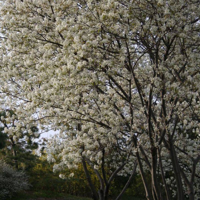 Late-Season Nectar Becomes a Lifeline