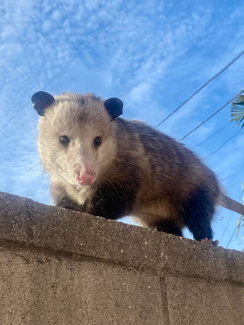 Possums Are Nature's Pest Controllers