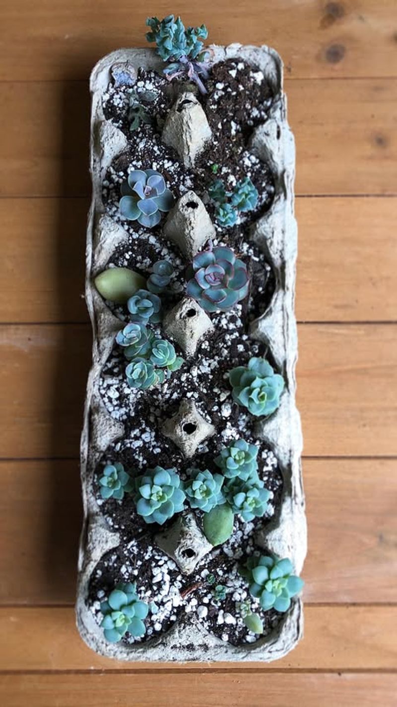 Egg Cartons For Organizing Small Succulents