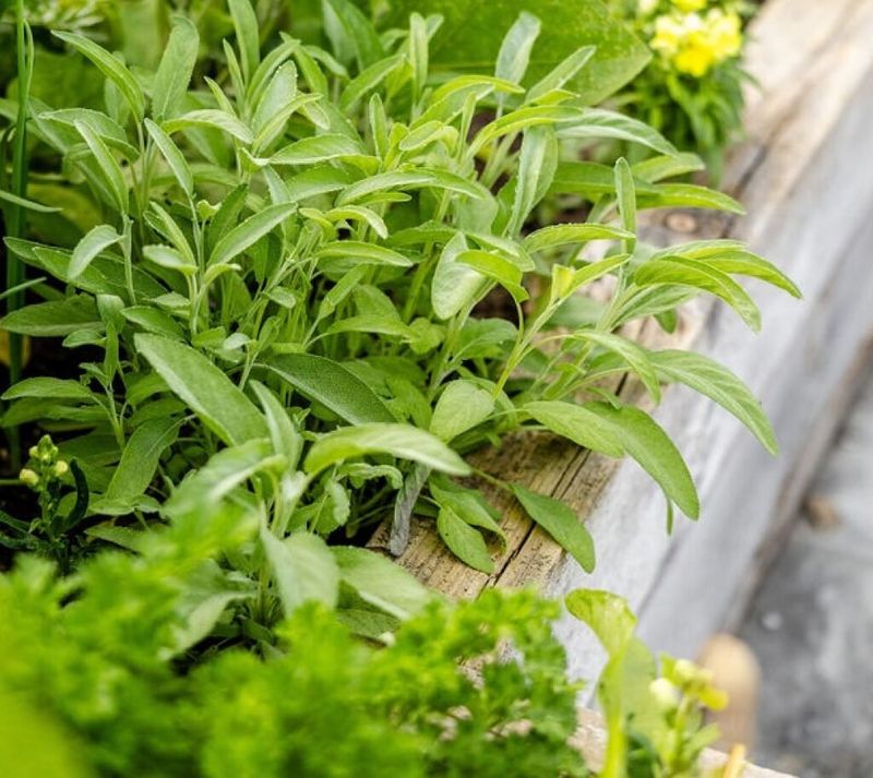 Perennial Herbs That Need A Fall Trim
