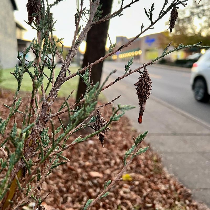 Bagworm Cases