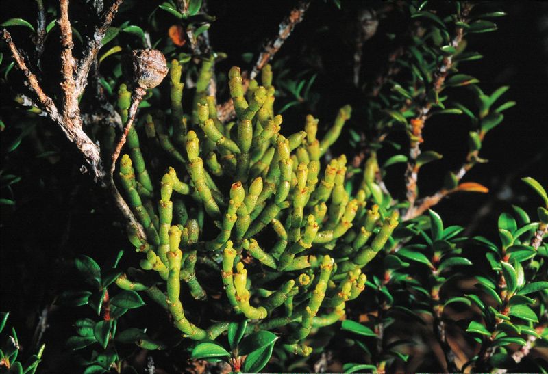 Mistletoe Clumps Parasitize Tree Branches