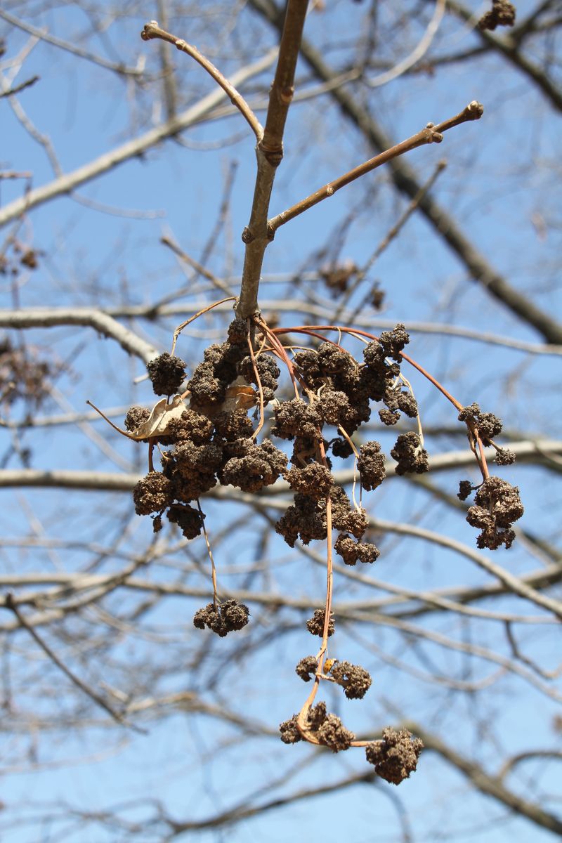 Leaf Galls From Insects