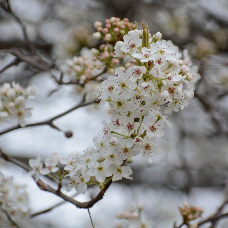 Non-Native Ornamental Trees