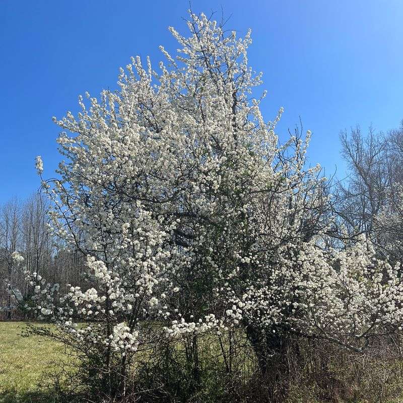 Bradford Pear Trees
