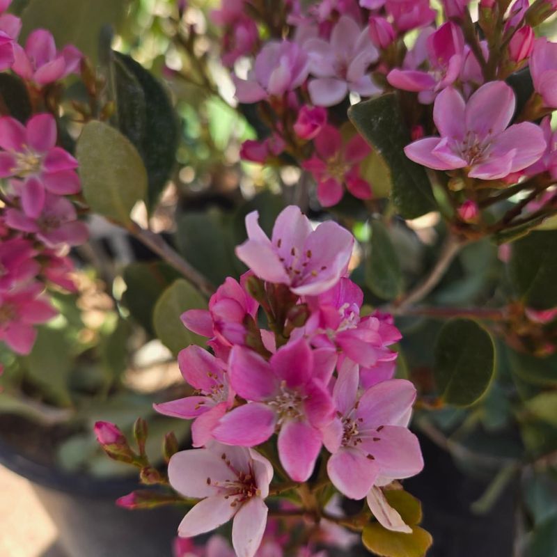 Indian Hawthorn