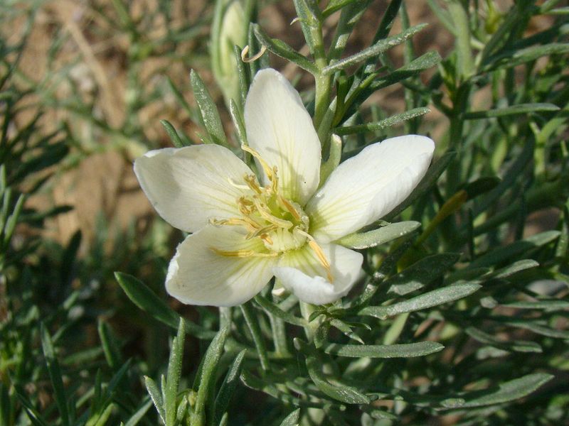 African Rue