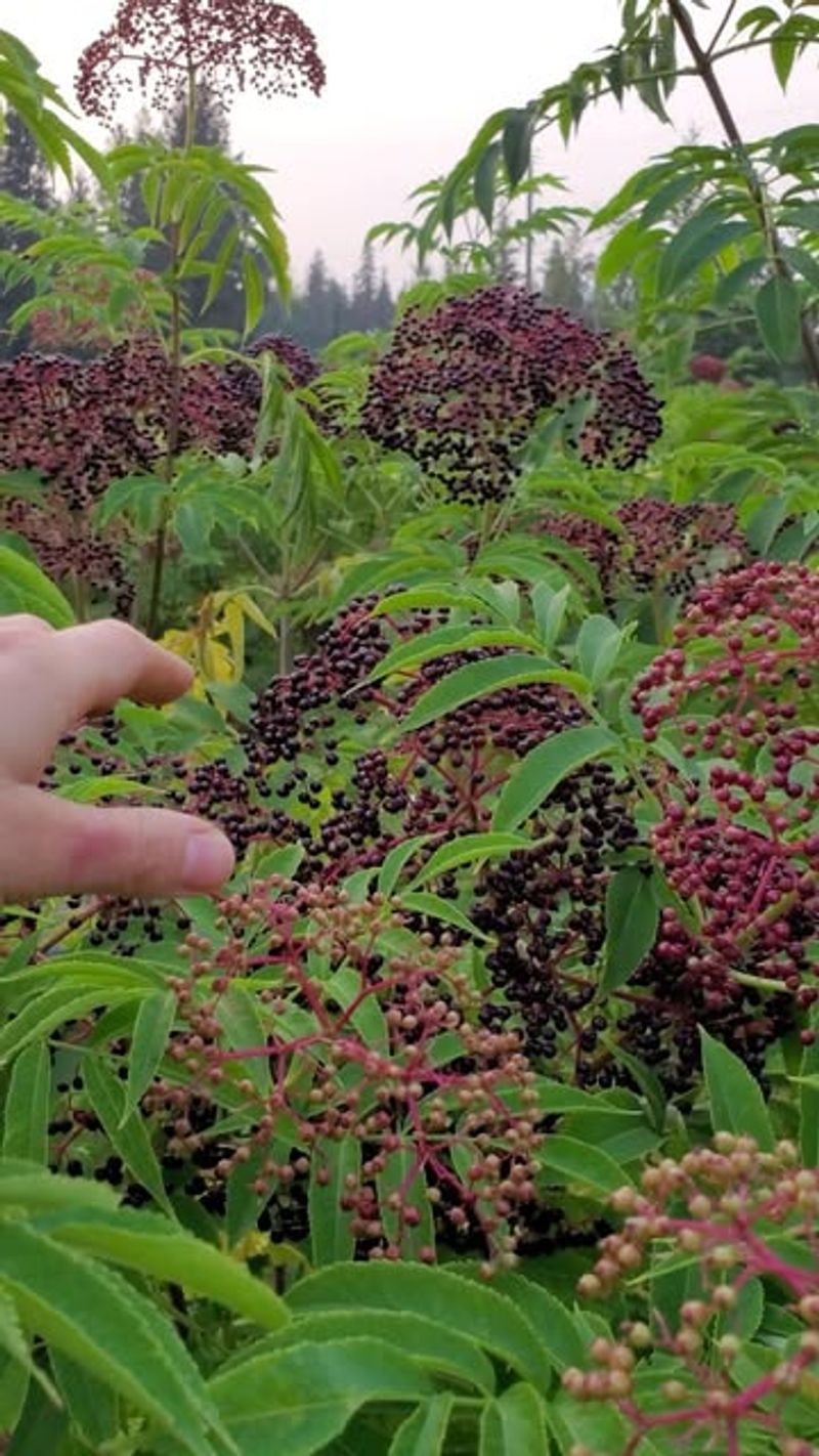 Elderberry