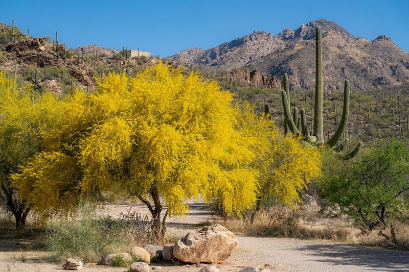 Palo Verde Trees (When Dead)