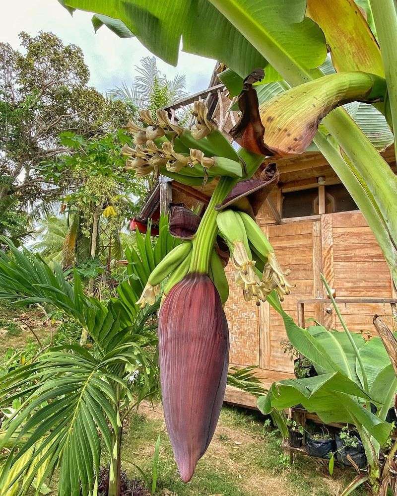 Banana Trees
