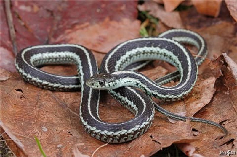 Puget Sound Garter Snake